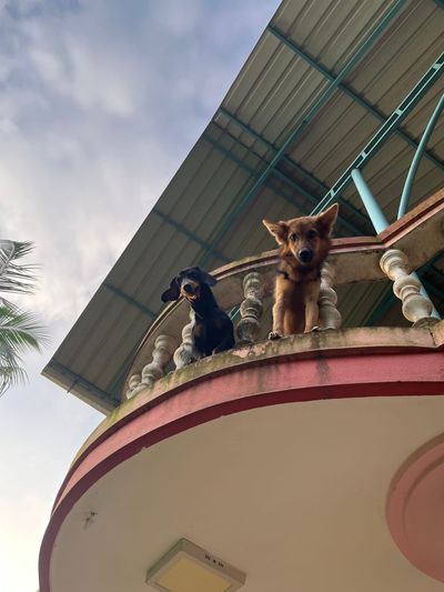 Two dogs, one black and tan, one golden, standing on the house's round balcony railing looking down at the camera, a palm tree to one side